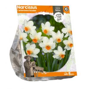 Baltus Narcissus Cyclamineus Kaydee bloembollen per 5 stuks